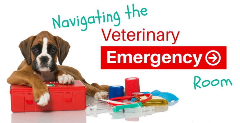 Navigating The Veterinary Emergency Room Er Retouche The